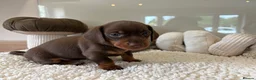 Miniature Dachshund dogs for sale: Beautiful mini dachshund girls🥰 - Advert 2