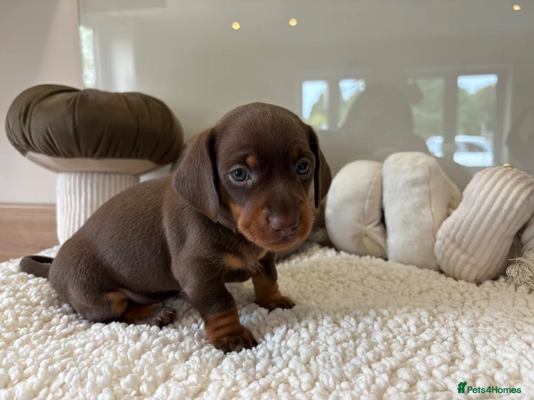Miniature Dachshund dogs for sale: Beautiful mini dachshund girls🥰 - Advert 2