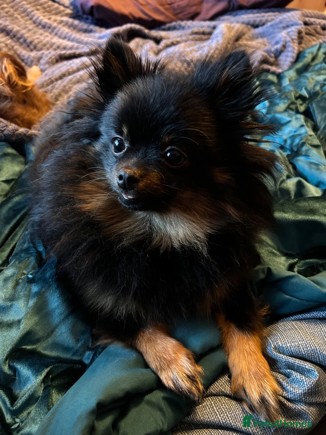 Pomeranian dogs for sale: Pomeranian  - Advert 2