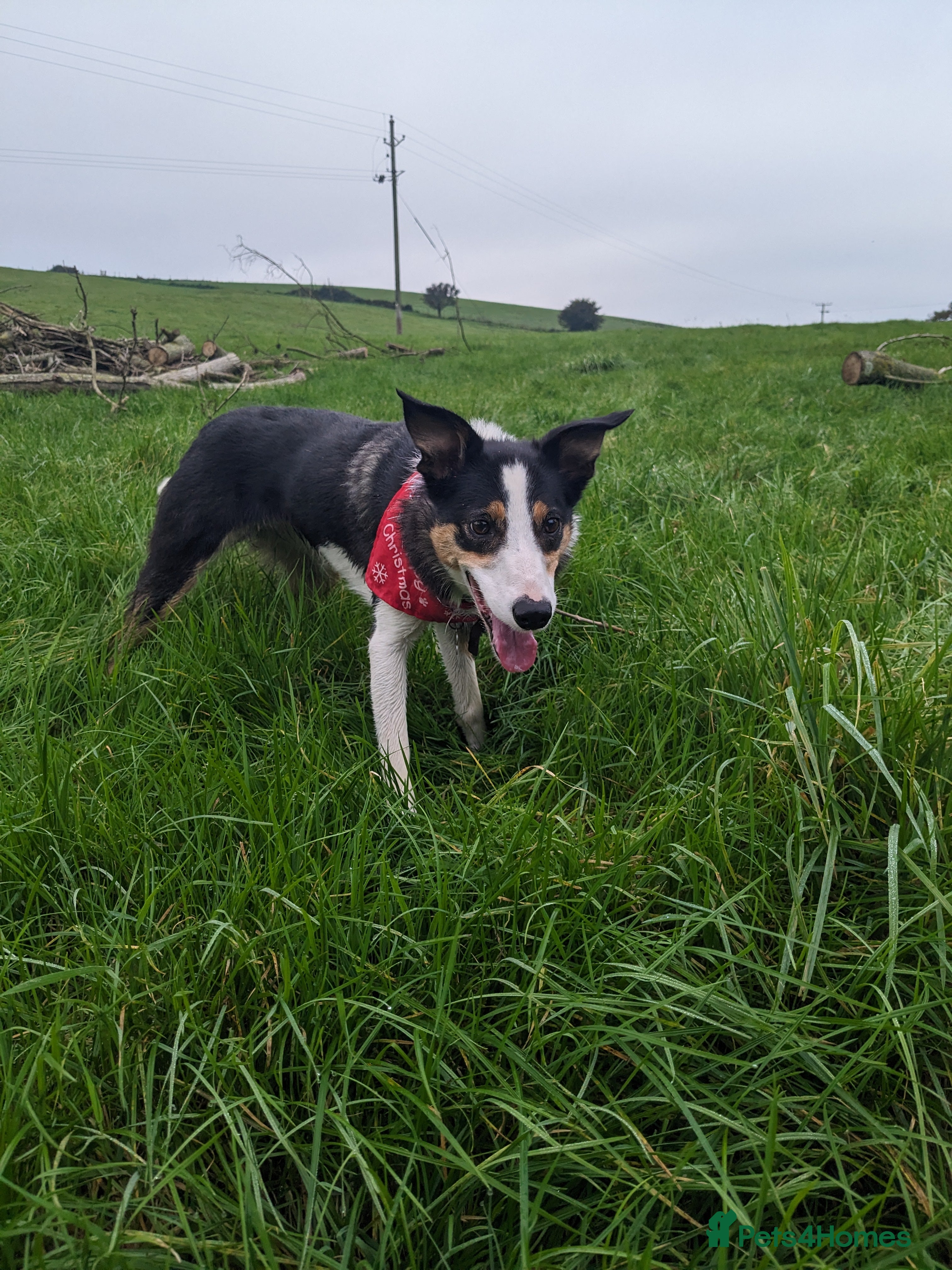 Welsh Collie dogs Lovely collie looking for quiet home - Advert 16