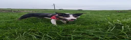 Welsh Collie dogs for sale: Lovely collie looking for quiet home - Advert 1