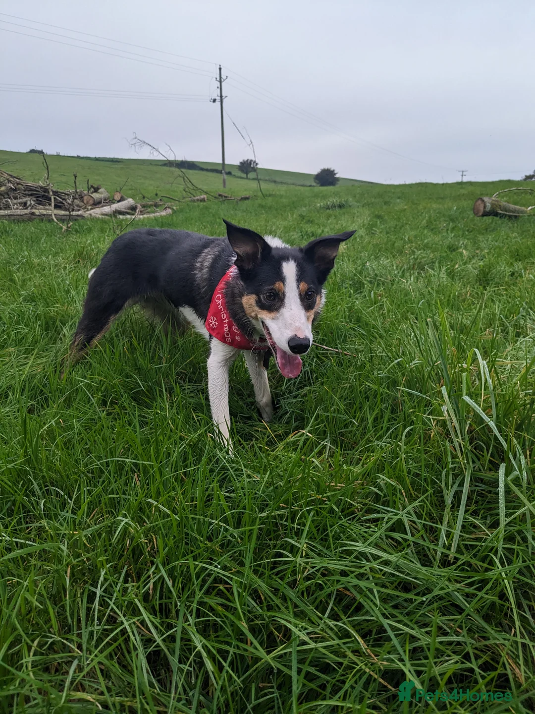 Welsh Collie dogs for sale: Lovely collie looking for quiet home - Advert 1