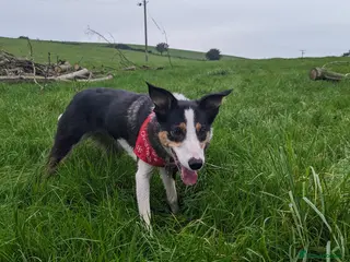 Welsh Collie dogs Lovely collie looking for quiet home - Advert 16