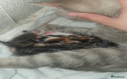 Mixed Breed cats for sale: British short hair/domestic cat - Image 4