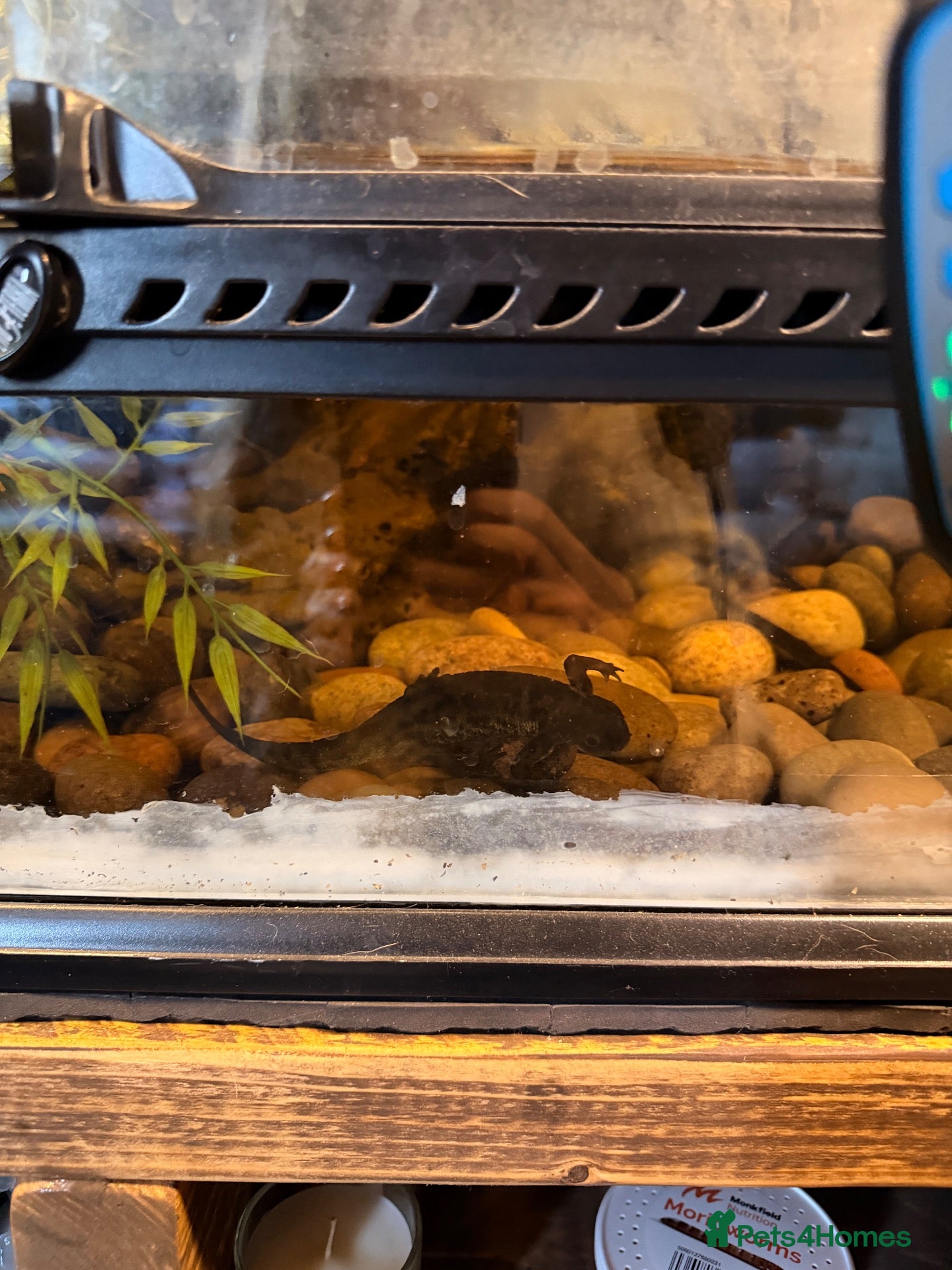 Newt reptiles 3 newts & full set up for sale 2 black, 1 albino  - Advert 1