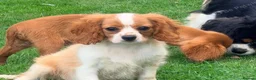 Cavalier King Charles Spaniel dogs for sale:  Exceptional Cavalier King Charles Puppies in Dudley - Advert 7