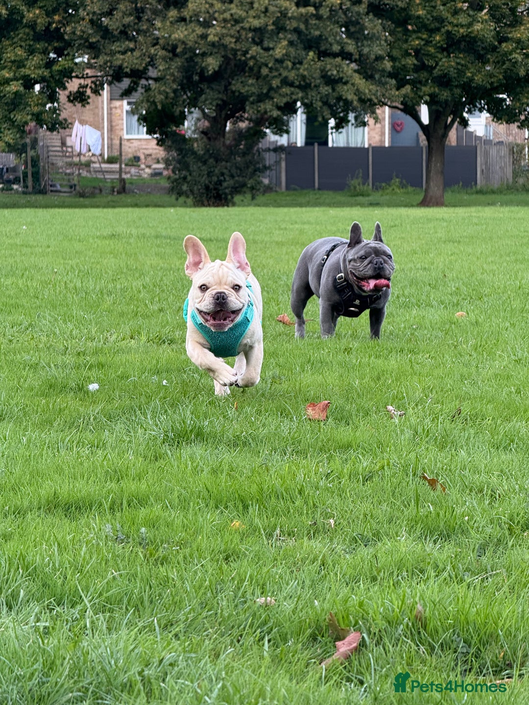 French Bulldog dogs for sale: French BullDog Boy - 7 Months Old  - Advert 12