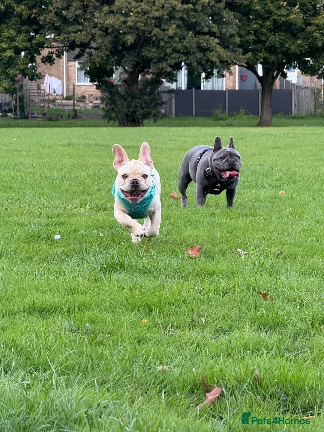French Bulldog dogs for sale: French BullDog Boy - 7 Months Old  - Advert 12