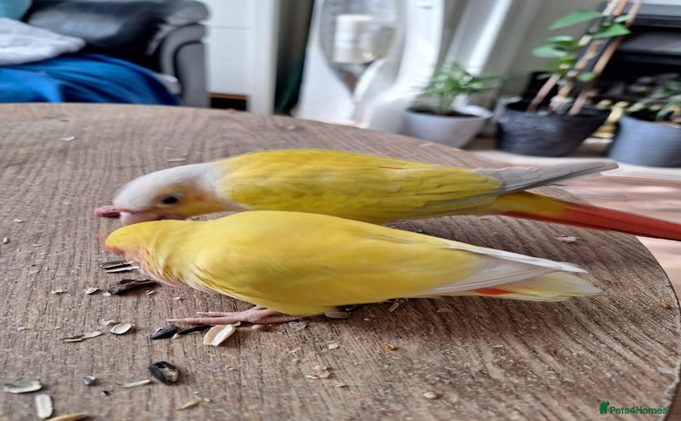 Conures birds - Advert 1