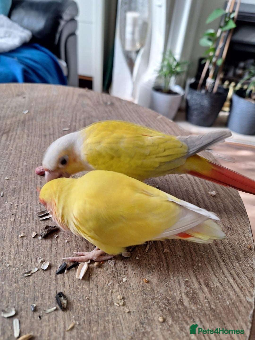 Conures birds for sale: Conure and Lovebird for Sale  - Image 3