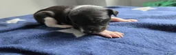 Whippet dogs for sale: Kc whippets for sale - Advert 5