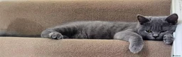 British Shorthair cats for sale:  Female British Shorthair  in Wellingborough - Advert 7