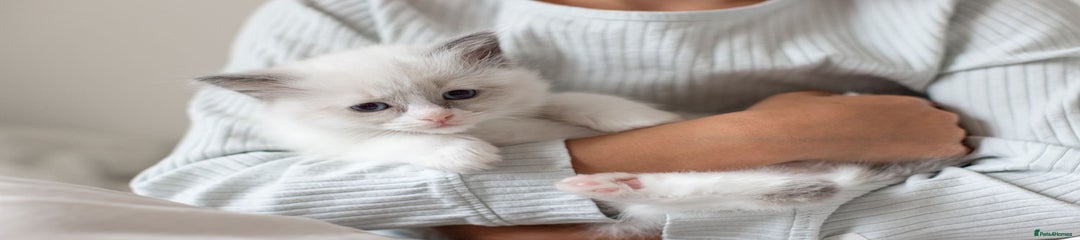 Ragdoll Kitten 6