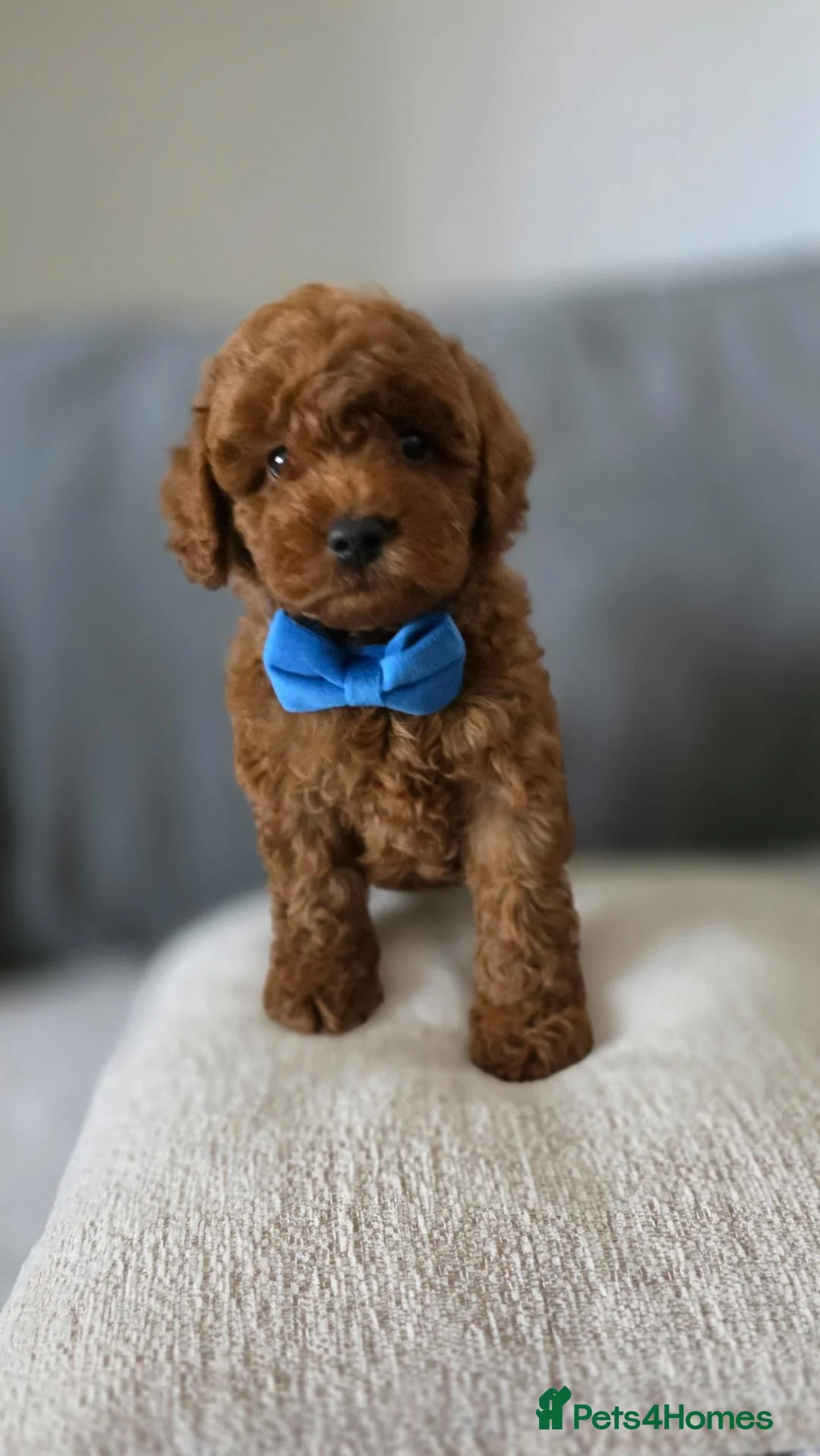Maltipoo dogs for sale: Gorgeous maltipoo puppies  - Advert 23
