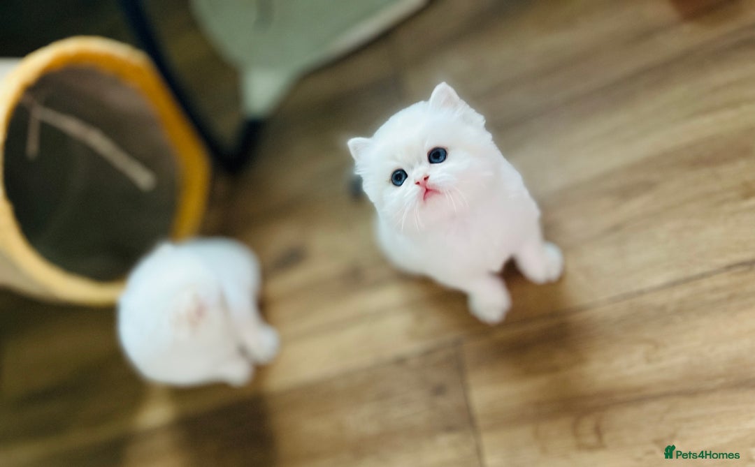 British Longhair cats for sale: 🐾🤩❤️Gold Angels - tiny stars 🐾❤️🐱 - Image 36