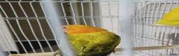 Lovebirds birds for sale: EWING OPLINE YELLOW FACTOR LOVEBIRDS  - Advert 17