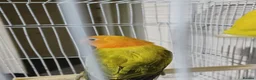 Lovebirds birds for sale: EUWING OPLINE YELLOW FACTOR LOVEBIRDS  - Advert 17