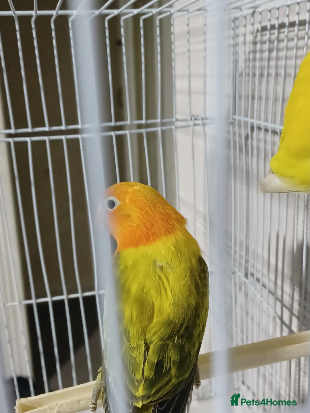 Lovebirds birds for sale: EUWING OPLINE YELLOW FACTOR LOVEBIRDS  - Advert 17