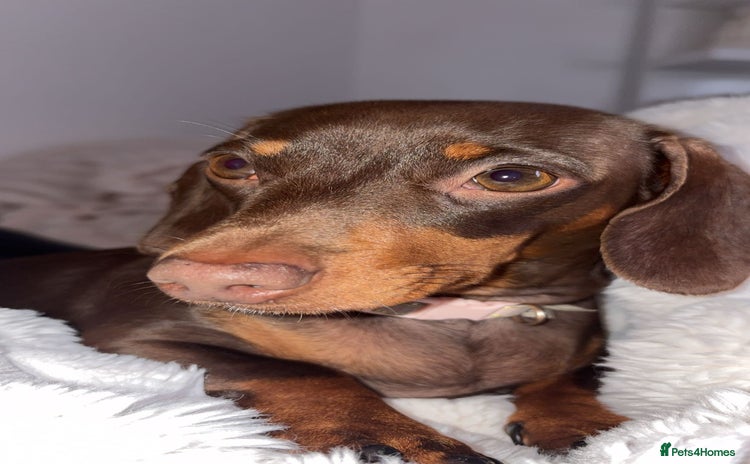 Miniature Dachshund dogs - Advert 7