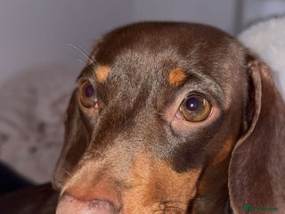 Miniature Dachshund dogs for sale - Advert 1