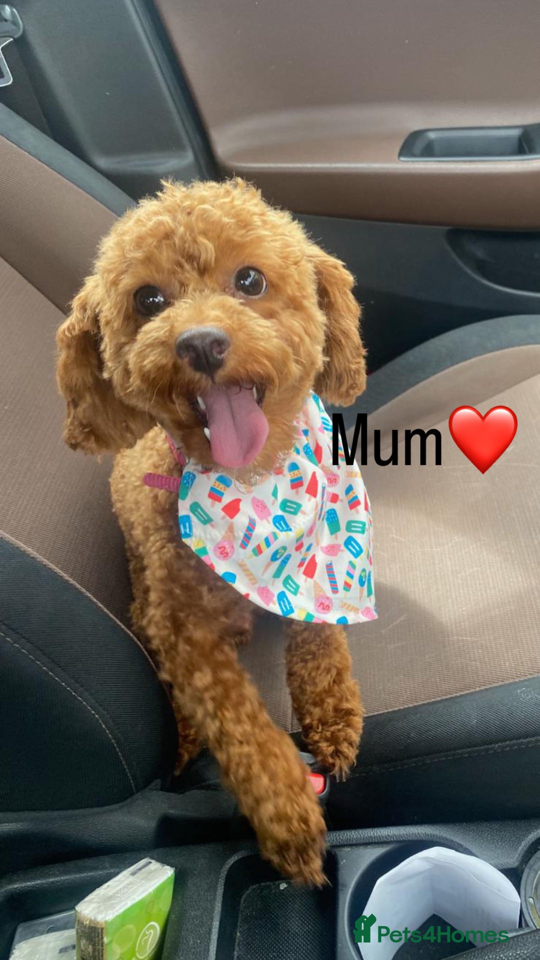 Toy Poodle dogs for sale: Deep Red Toy Poodle Puppies ❤️ - Image 9