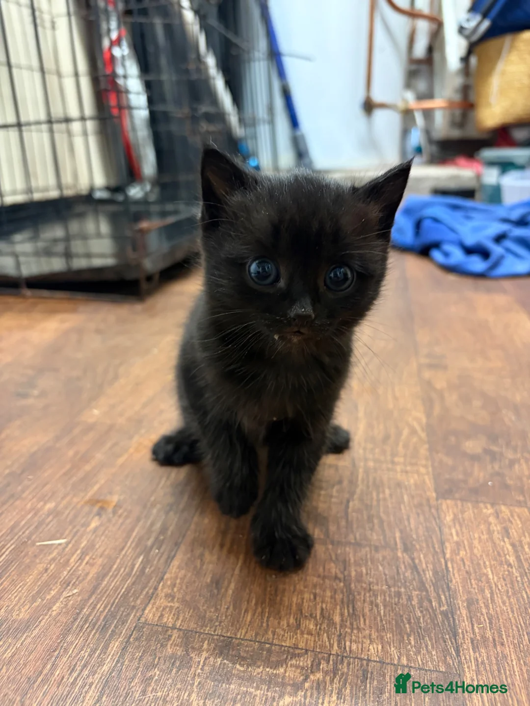 Mixed Breed cats for sale: 3 black female kitten with blue eyes - Advert 2