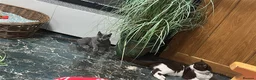 Mixed Breed cats for sale: Last Absolutely stunning bsh x Russian Blue boys - Advert 7