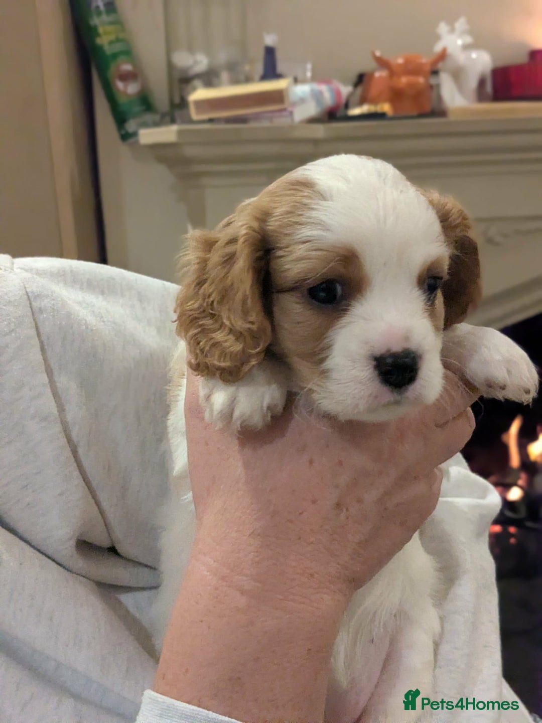 Cavapoo dogs for sale: Cavapoo  - Advert 10