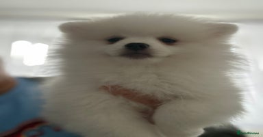 Pomeranian dogs - Advert 7