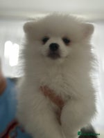 Pomeranian dogs - Advert 7