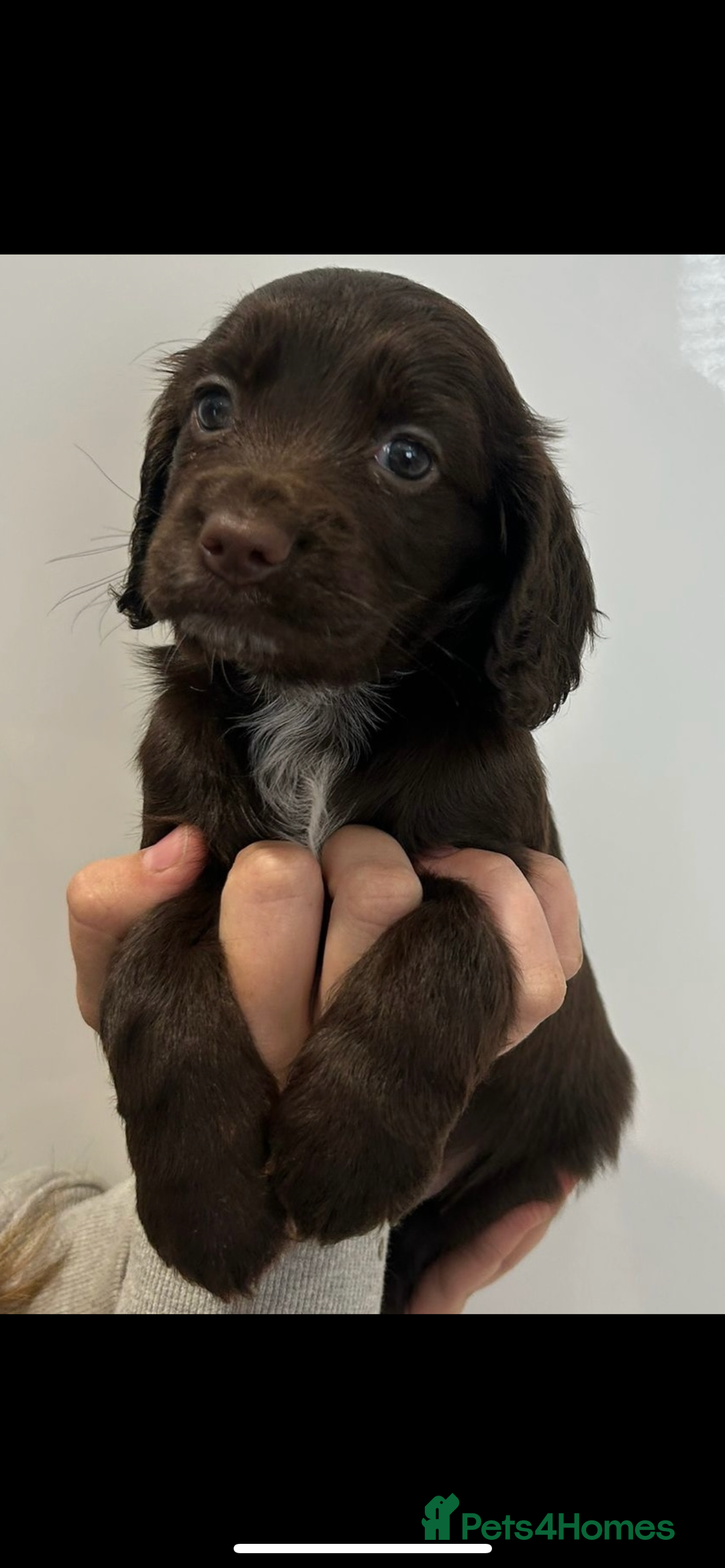 Cocker Spaniel dogs for sale: Cocker spaniel puppies for sale  - Image 3