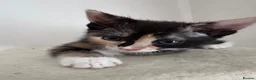 Mixed Breed cats for sale: 2 kittens available  - Advert 13