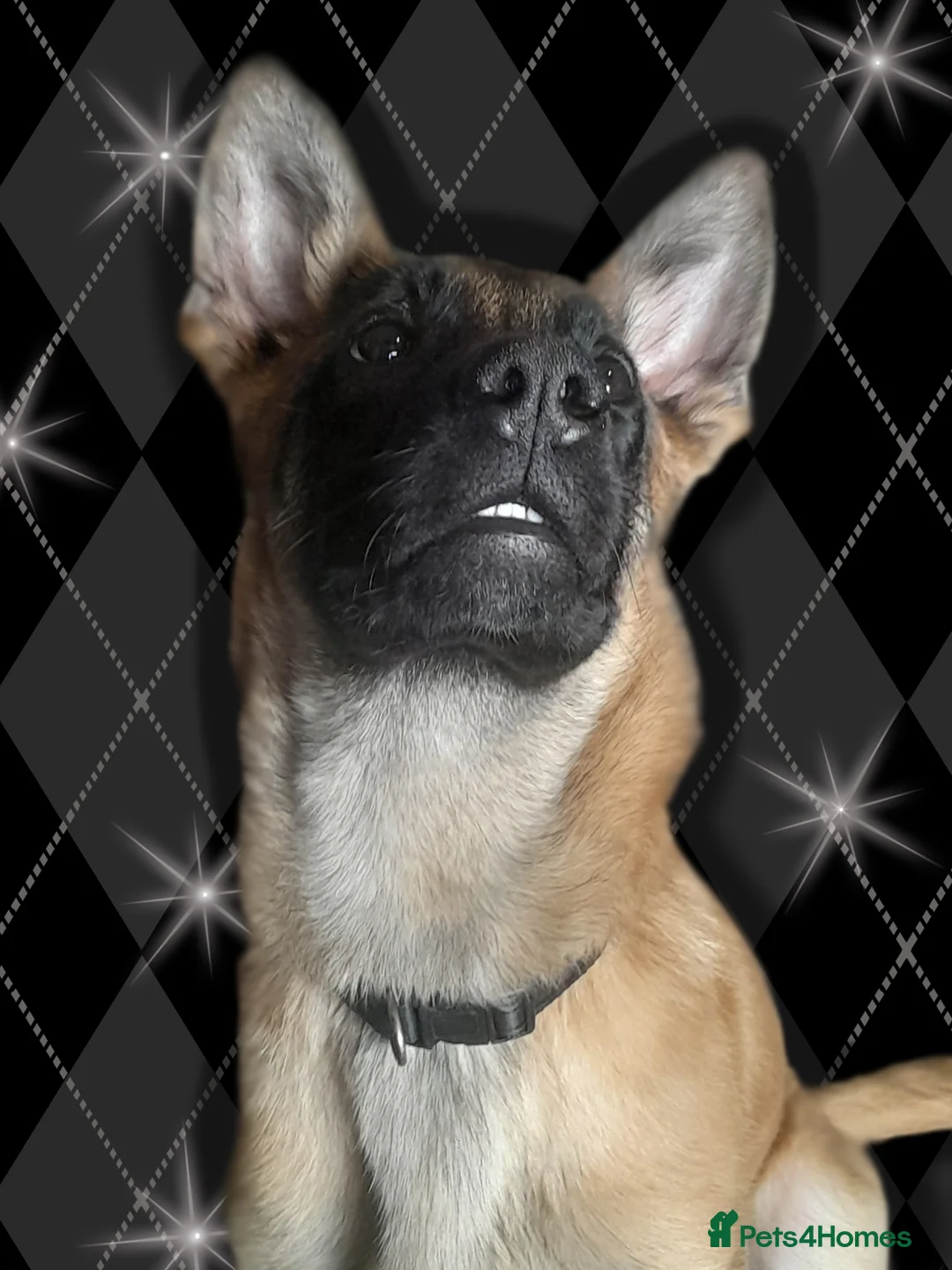 Belgian Shepherd Dog dogs for sale: Rex the malinois - Advert 1