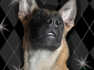 Belgian Shepherd Dog dogs Rex the malinois - Advert 3