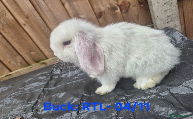 Mini Lop rabbits - Advert 4