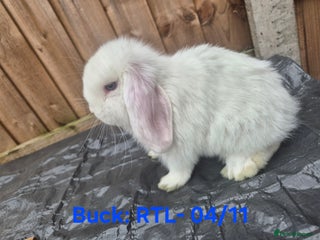 Mini Lop rabbits - Advert 4