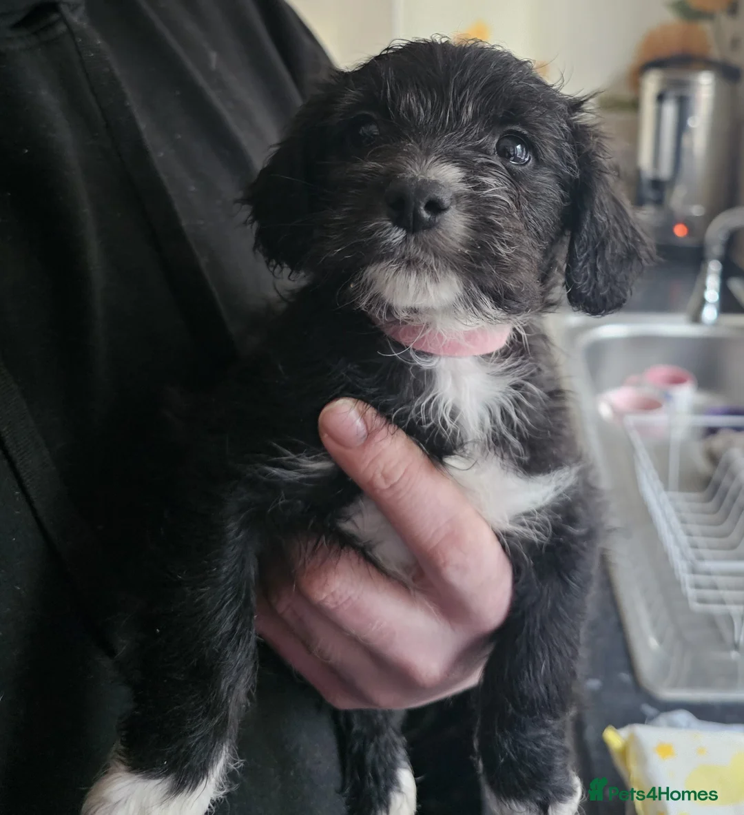 Mixed Breed dogs for sale: frenchie x cockerpoo pups  in Nottingham - Advert 2