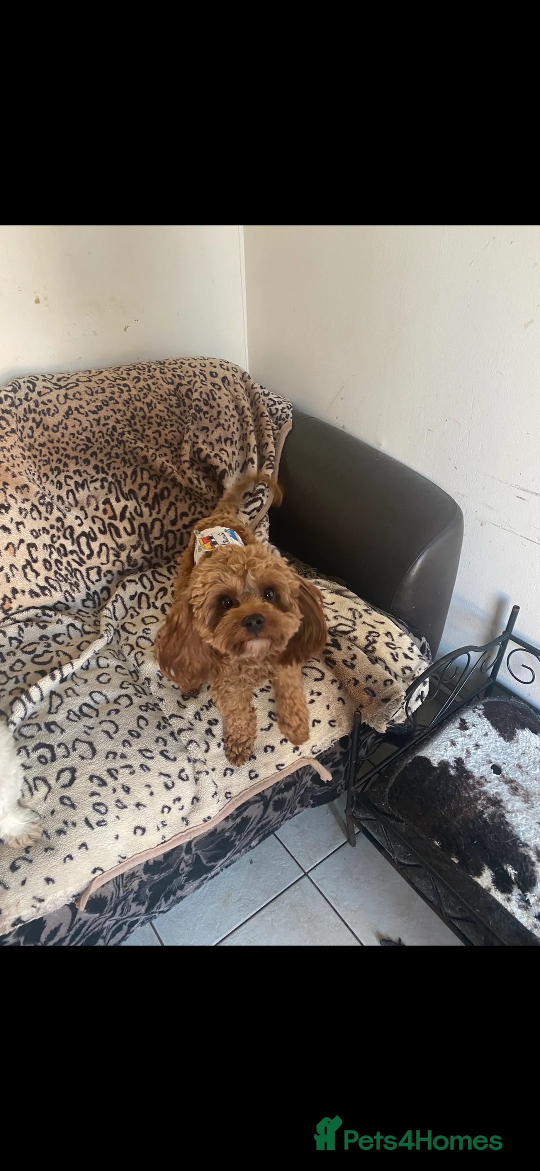 Cavapoo dogs for stud: TINY CAVAPOO STUD ONLY  in Mansfield - Advert 7