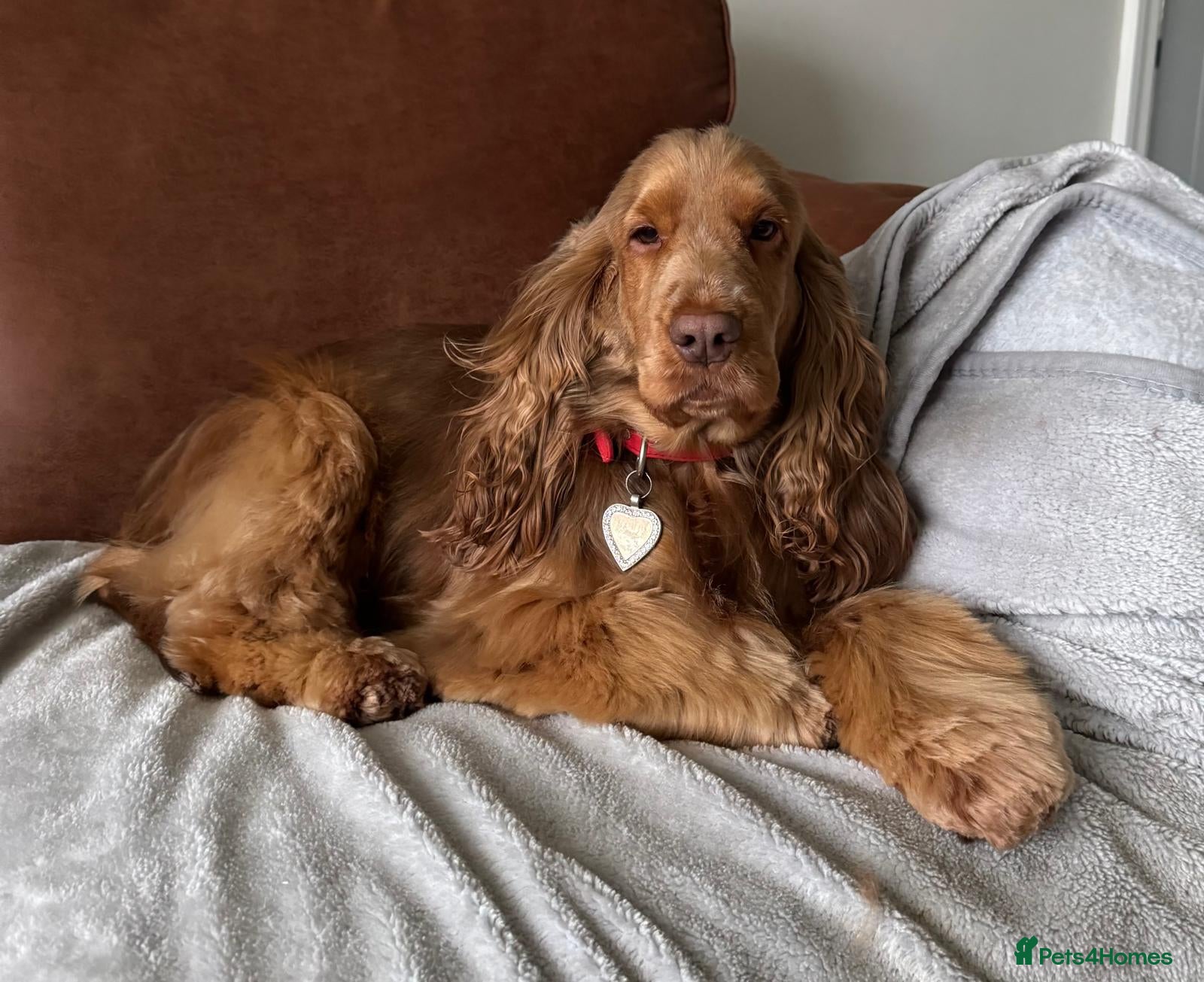 Cocker Spaniel dogs Choc & Tan Superb Simbawood Lines TRUE SHOW Cocker - Advert 12