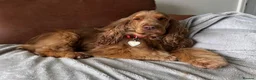 Cocker Spaniel dogs for sale: Gold Boy- Quality Simbawood Lines TRUE SHOW Cocker - Advert 3