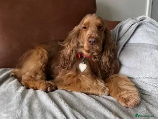 Cocker Spaniel dogs Choc & Tan Superb Simbawood Lines TRUE SHOW Cocker - Advert 12