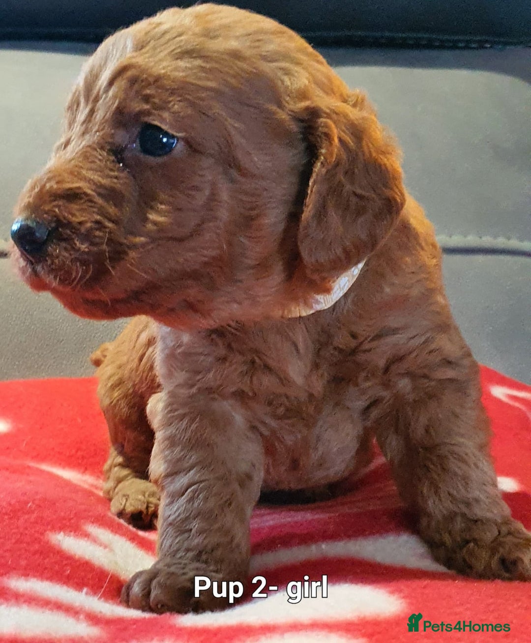 Labradoodle dogs for sale: F1B Miniature Labradoodles - Advert 13