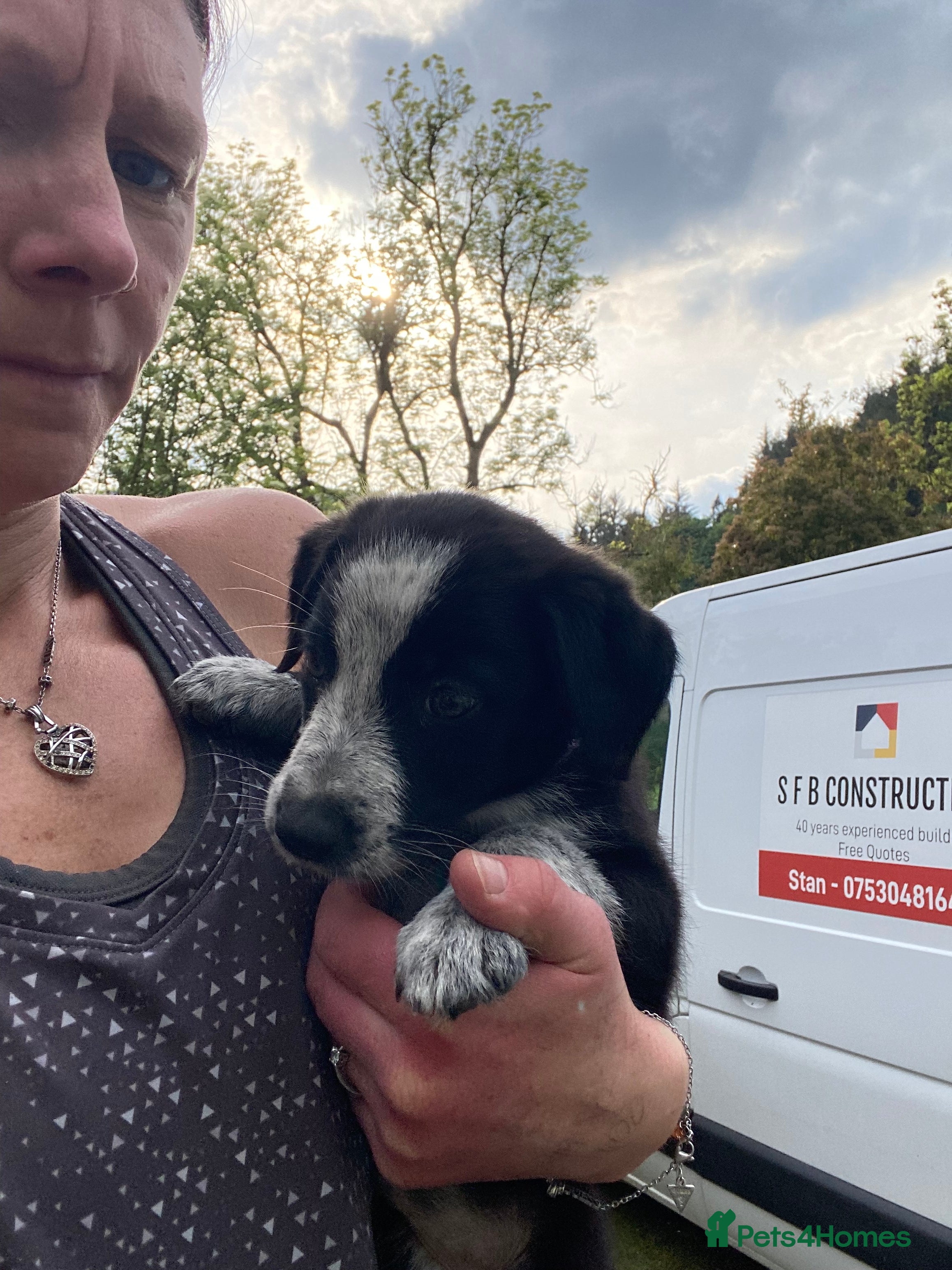 Mixed Breed dogs for sale: Border Collie Cross Pups ready for forever homes in Cairndow - Advert 6