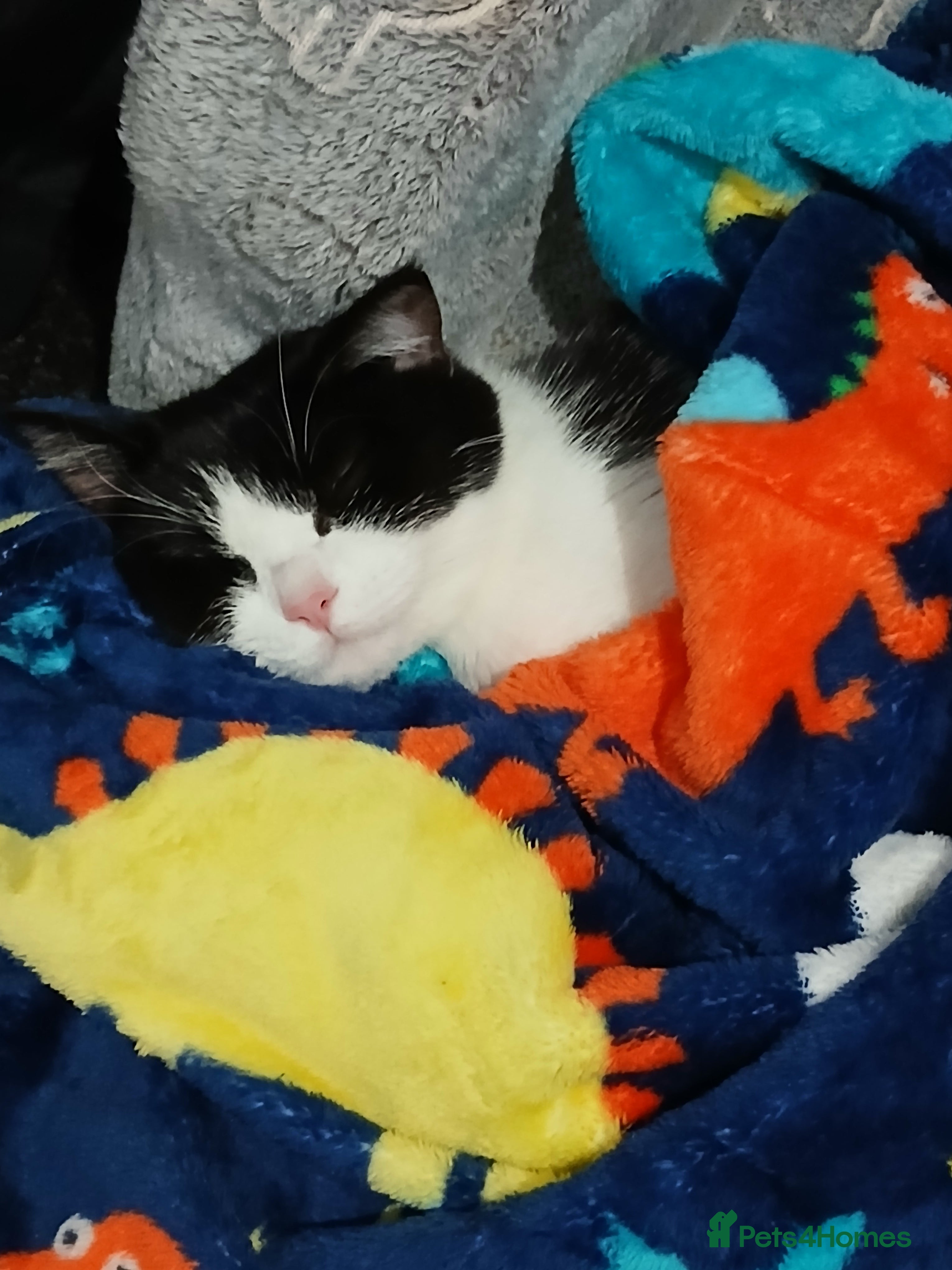 Mixed Breed cats Black and white cat with everything  - Advert 4