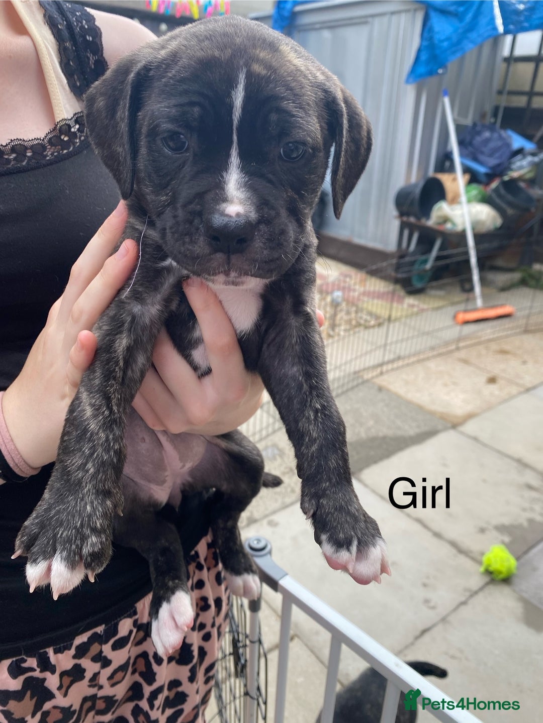 Mixed Breed dogs for sale: Bull mastiff x American bulldog puppies - Image 7