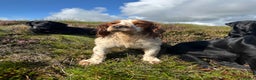 Cocker Spaniel dogs for stud: Kentwone Bayley in Carlisle - Advert 2