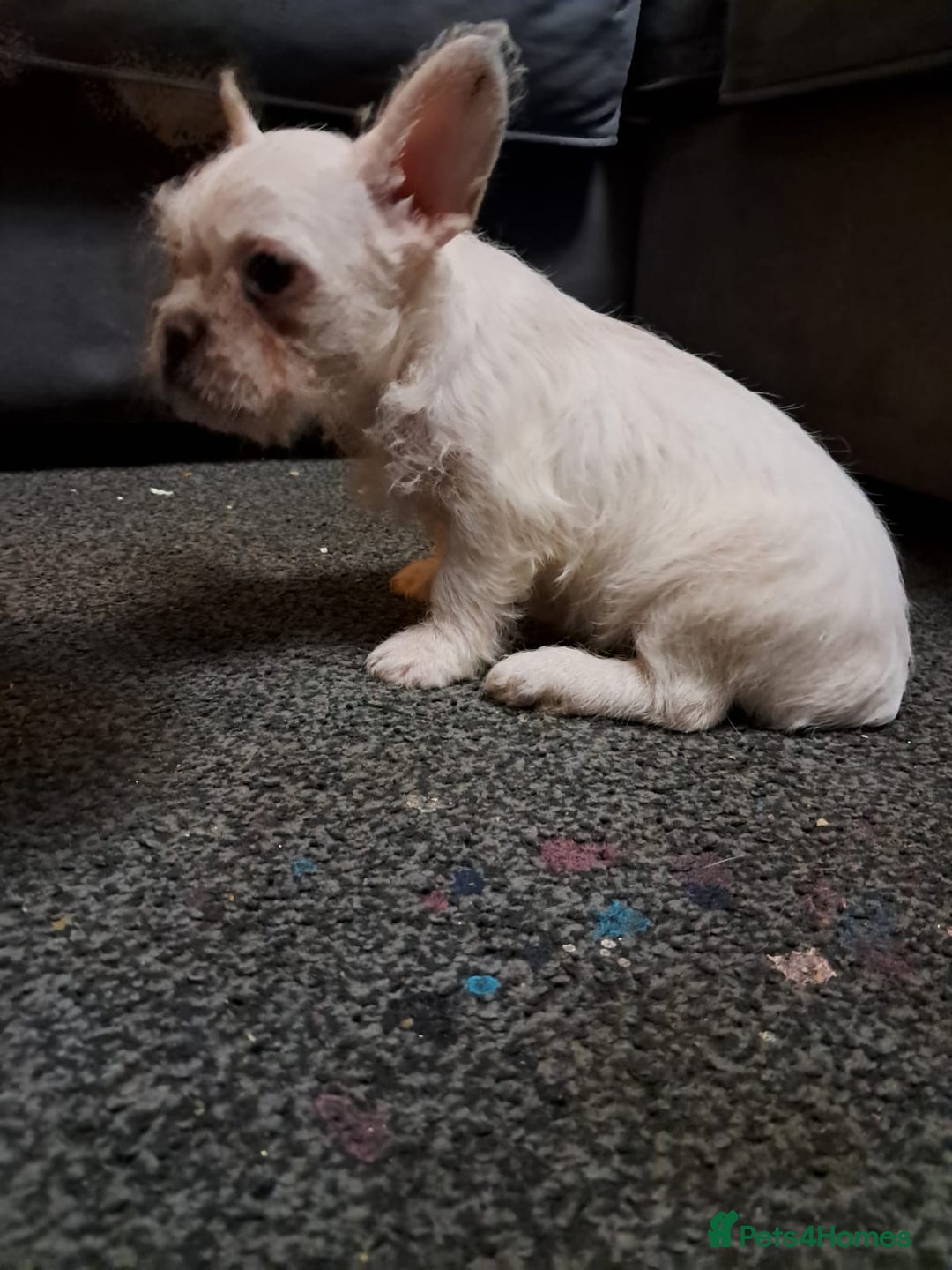 French Bulldog dogs for sale: French bulldog - Advert 4