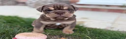 English Bulldog dogs for sale: Stunning KC reg English Bulldog puppies. in Newbury - Advert 29