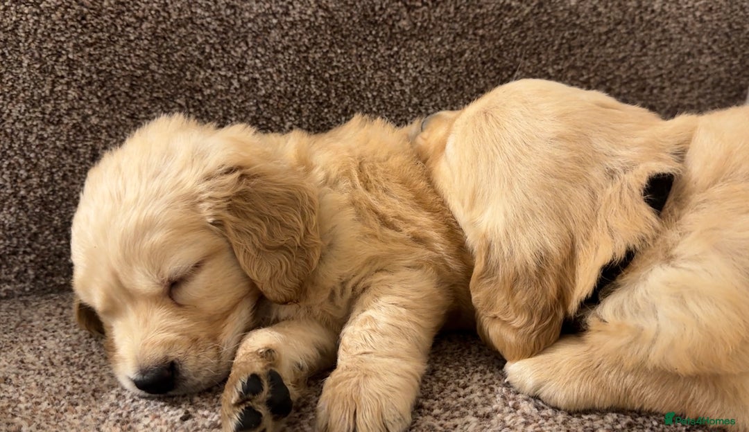 Golden Retriever dogs for sale: PEDIGREE HEALTH TESTED GOLDEN RETRIVER PUPPIES KC - Image 12