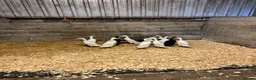 Ducks poultry for sale: Purebred Indian Runner Ducks - Advert 6
